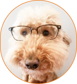 Dabima dog image